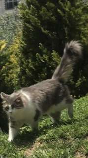 ANKARA KEÇİÖREN ATAPARK KAYIP KEDİ