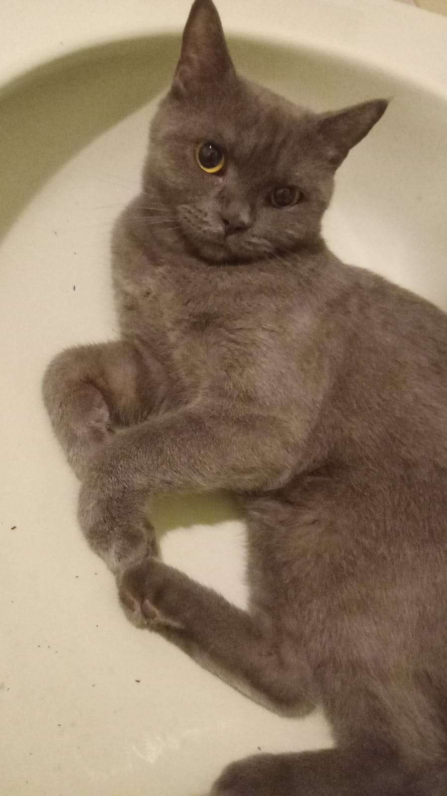 İstanbul Maltepe Gülsuyu mahallesi kayıp British Shorthair