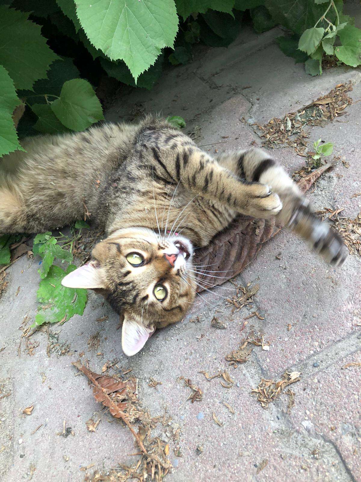 TASMALI KEDİ BULDUM!!
