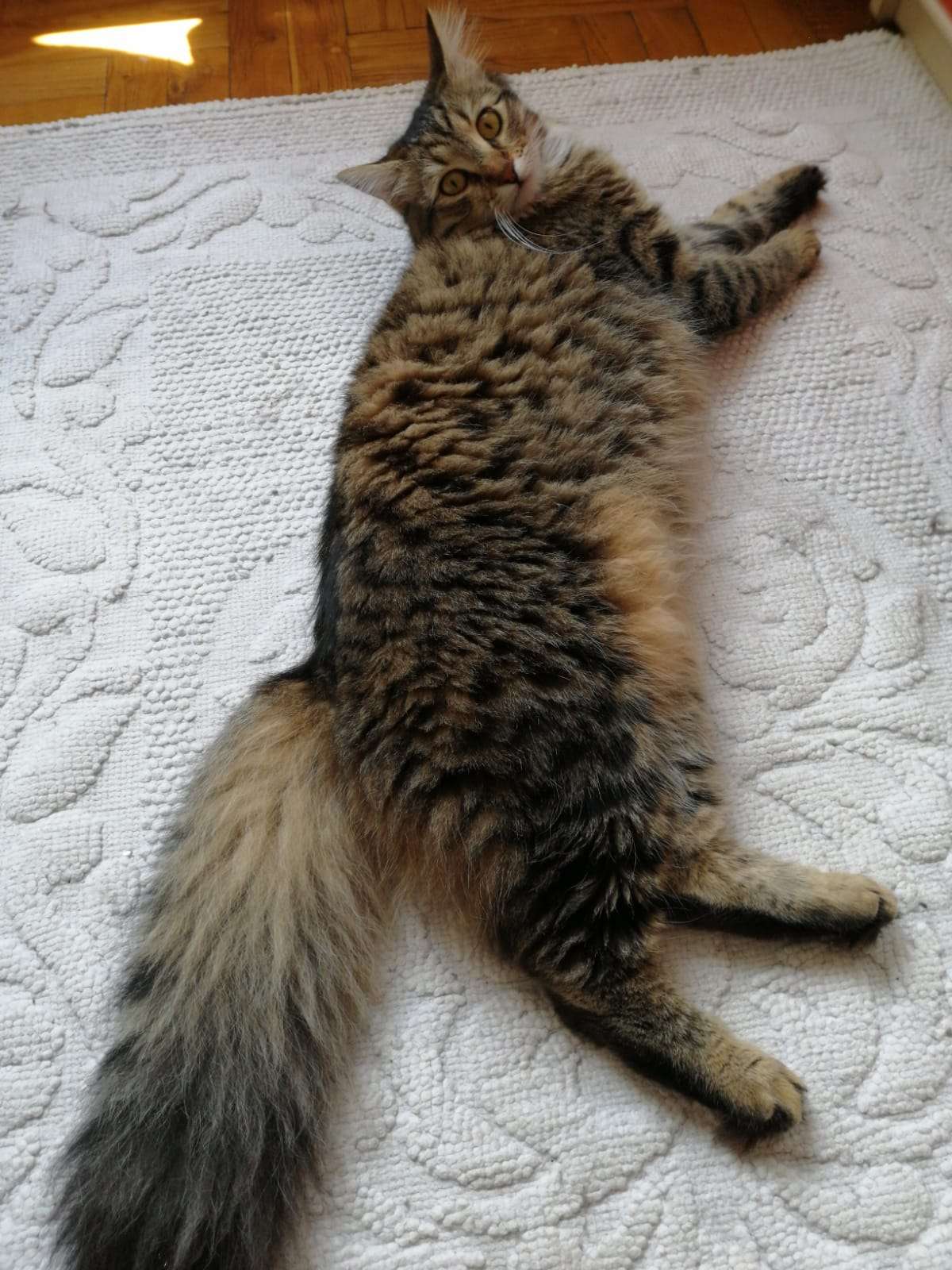 Kayıp kedi Leyla