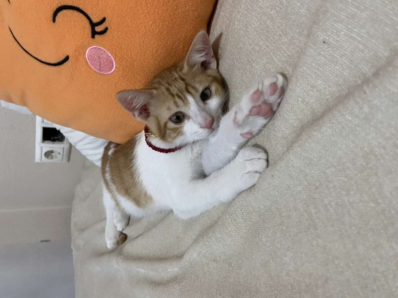 Bursa Kayıp kedi 