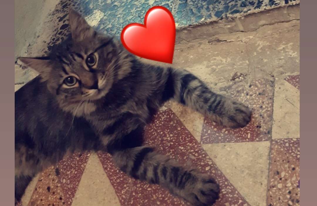 KEDİM