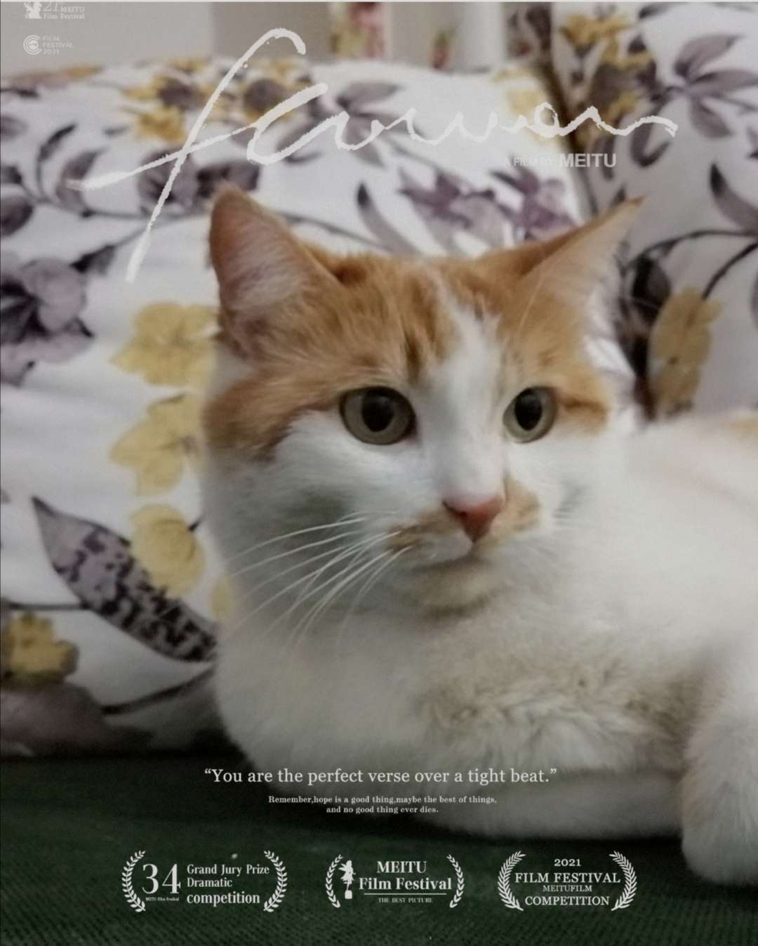 Güzelyalı Pendik Kayıp Kedi İlanı 5849 Gören Duyan
