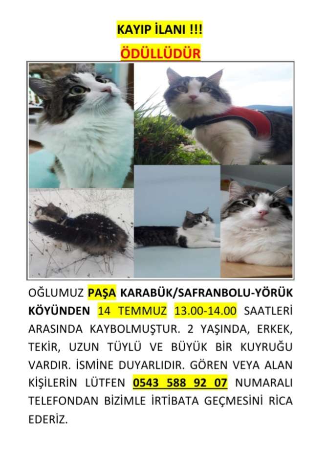 KEDİM PAŞA KAYBOLDU