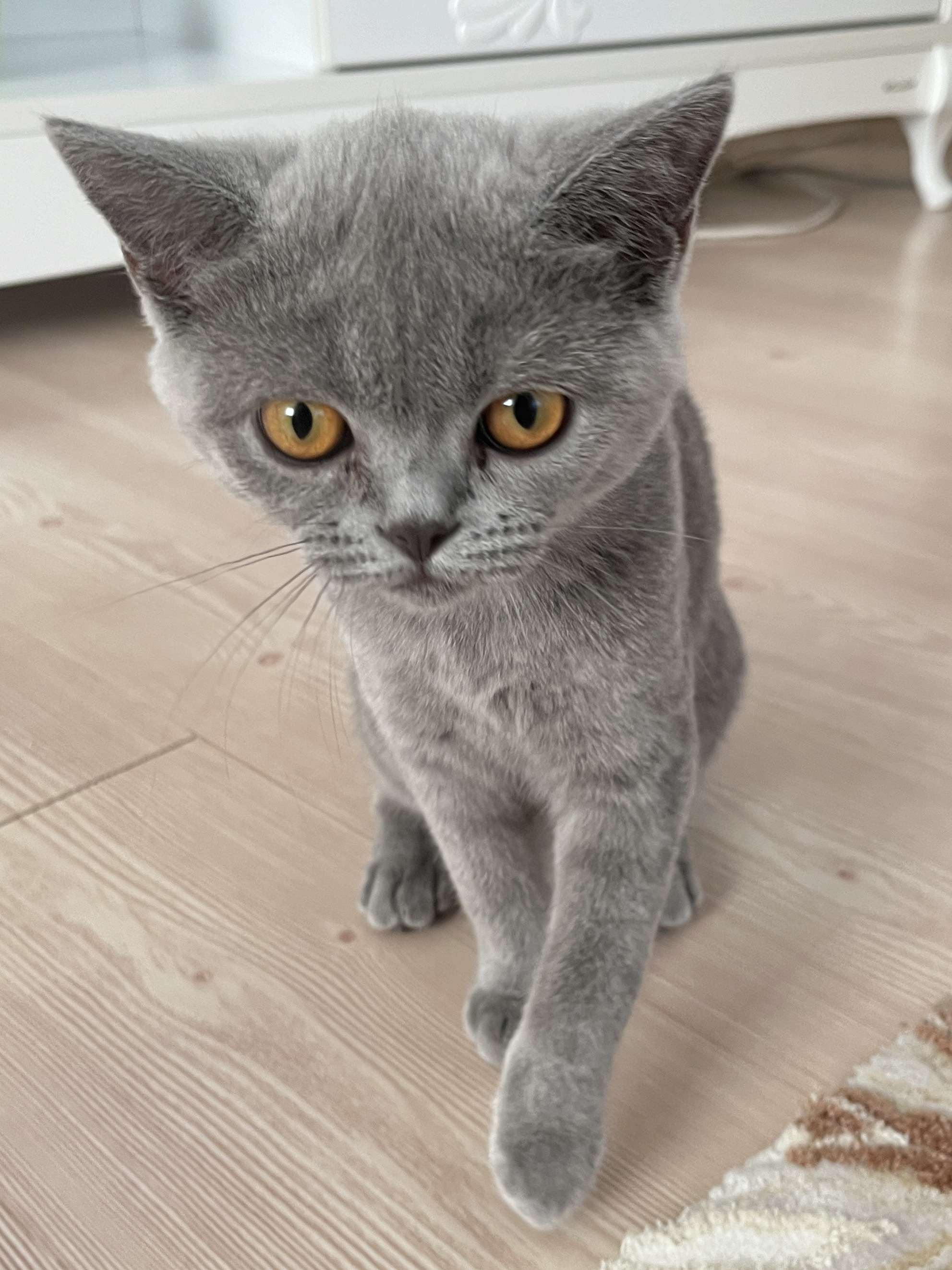 İstanbul Yesilpinar British shorthair cins kayip kedi