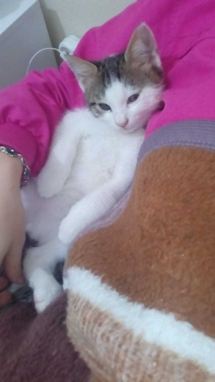 serdar