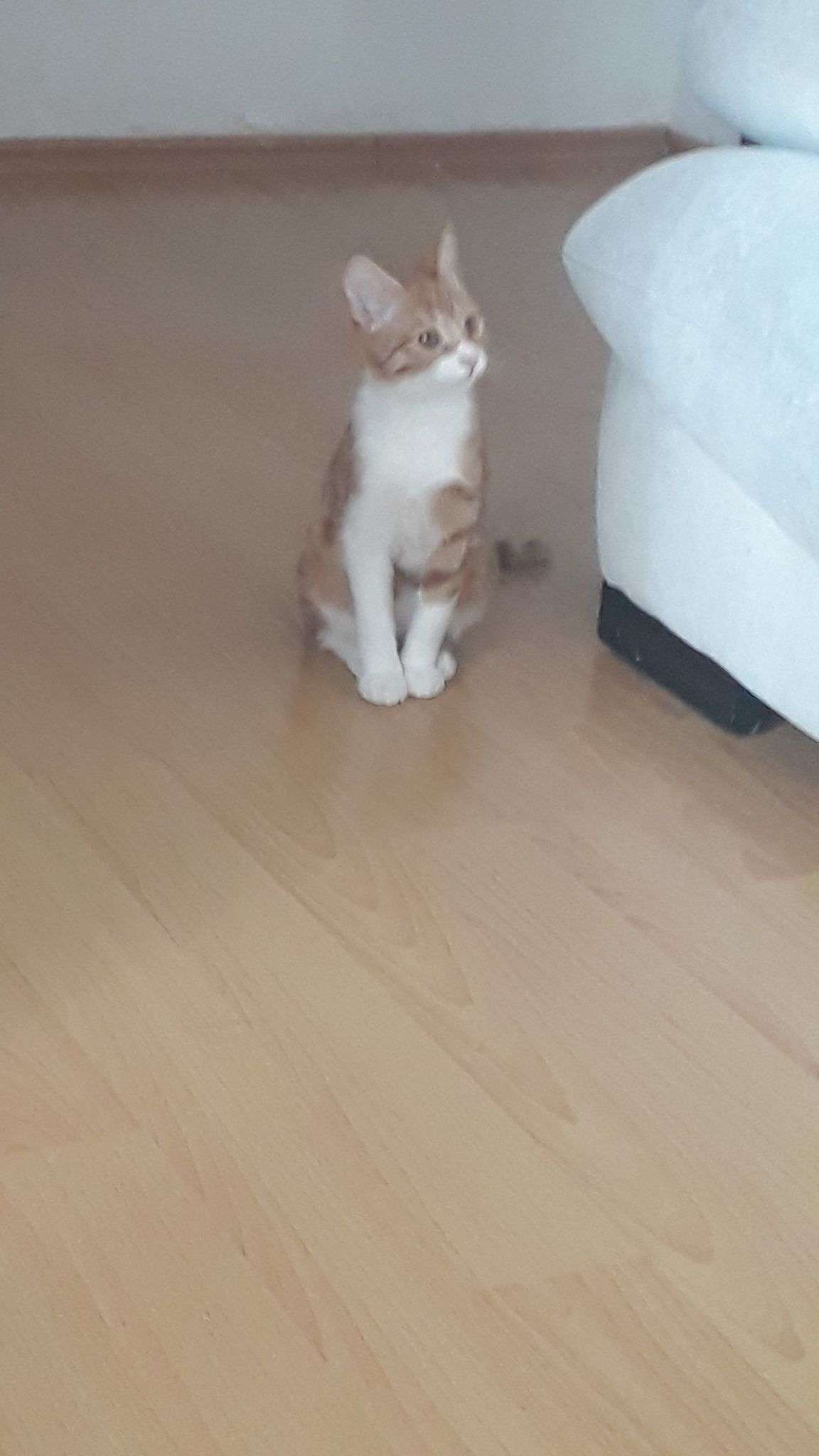 Kayıp Kedi Nellie