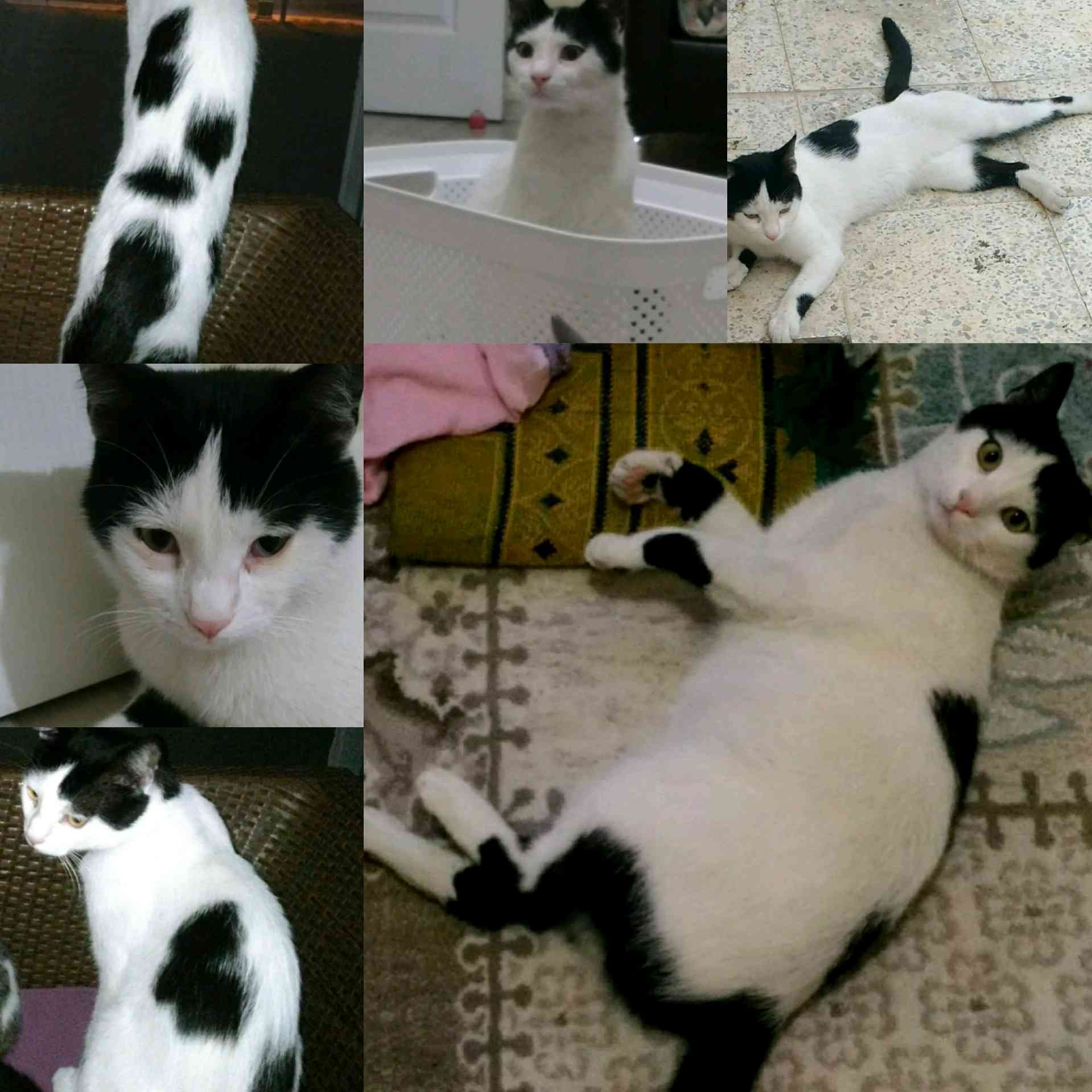 İzmir Buca Laleli mah. Kedim Kayboldu