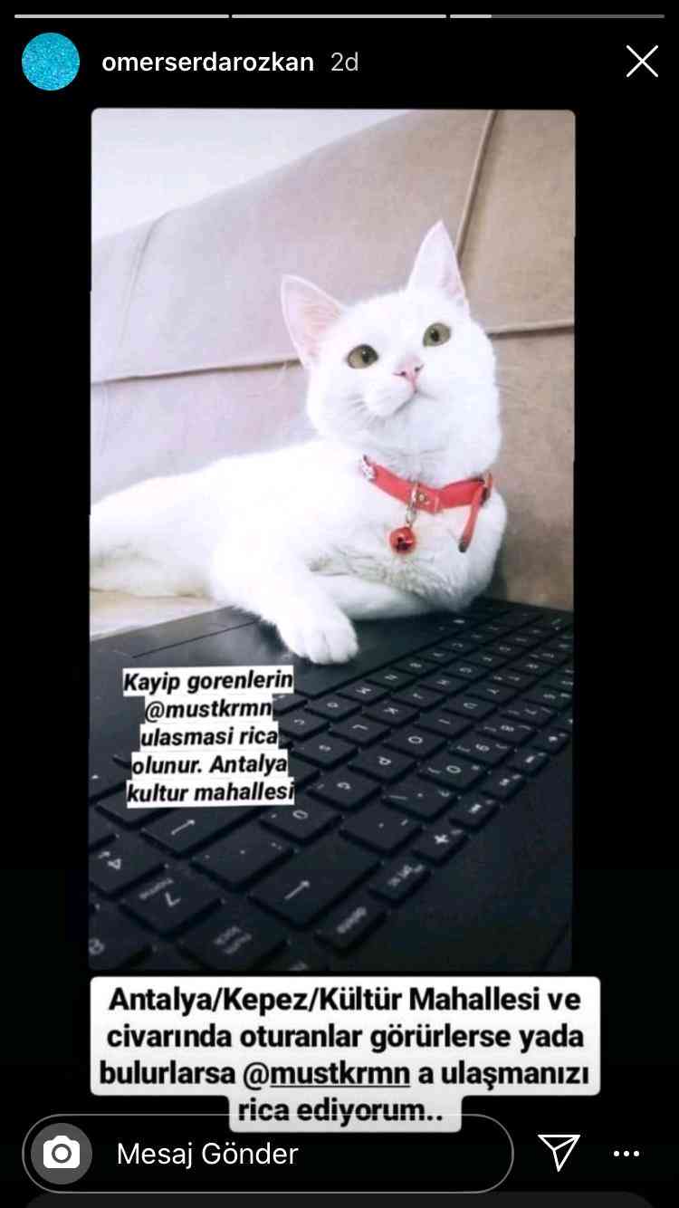 Kepez Kültür Beyaz renk Kırmizi tasmali kedim kayboldu.