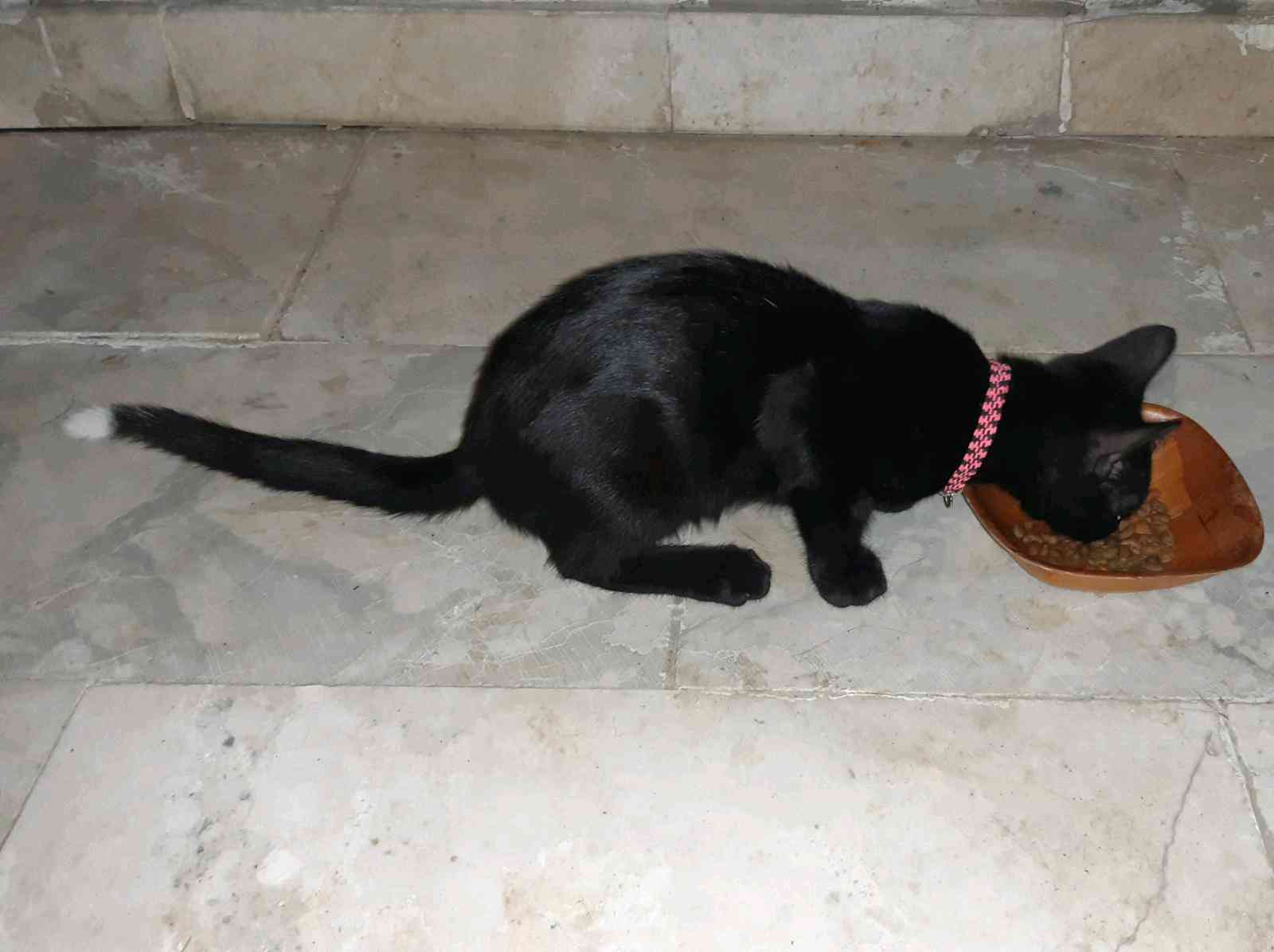 sahibi aranıyor 