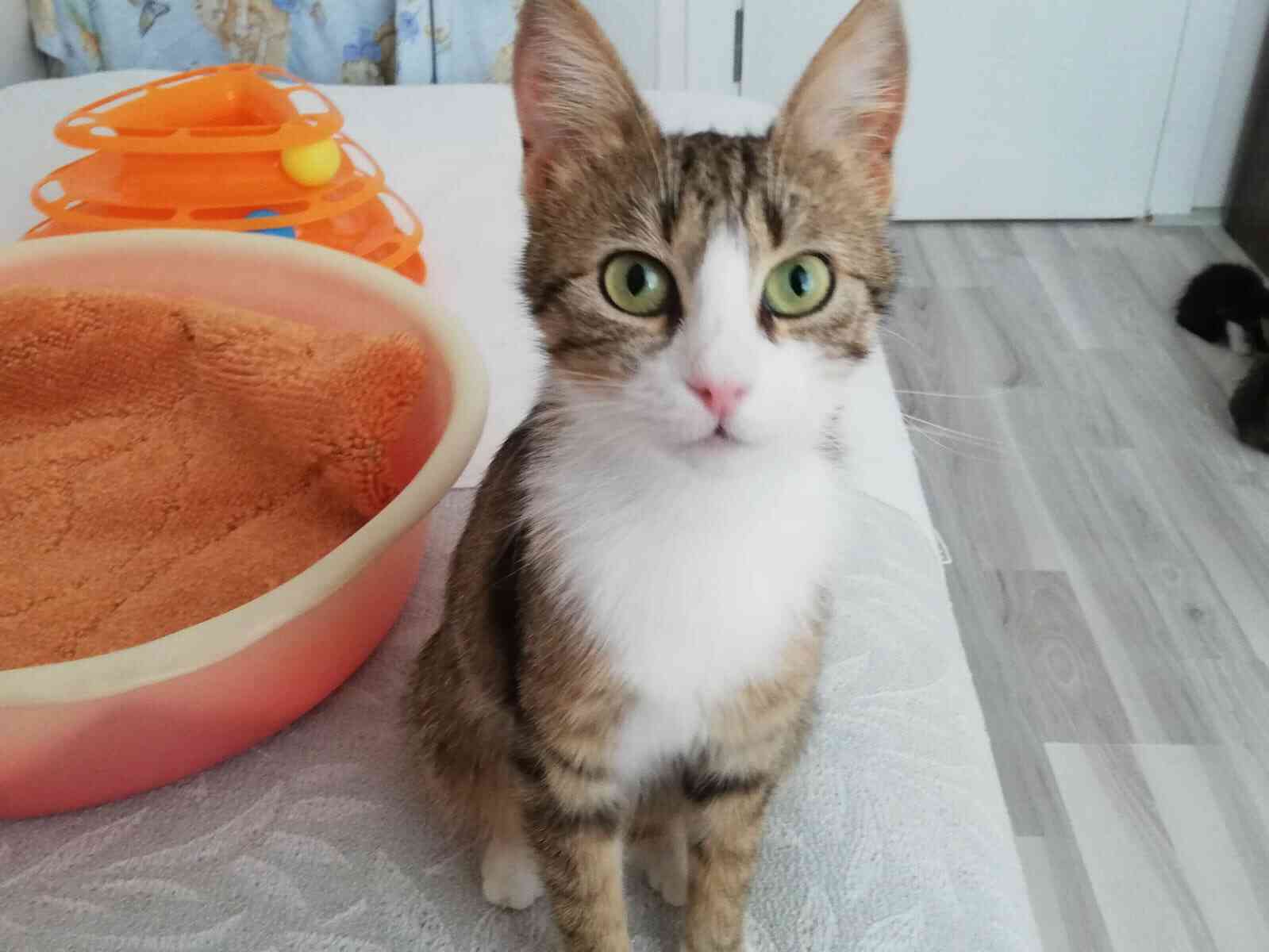 Çorumda Tekir 3 Yasindaki Kedim Kayboldu