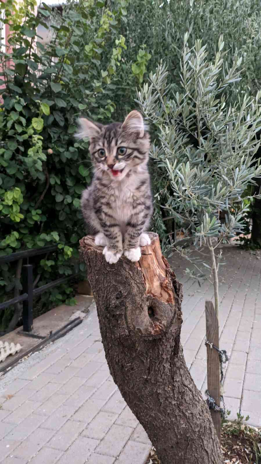 kedim duuman kayboldu
