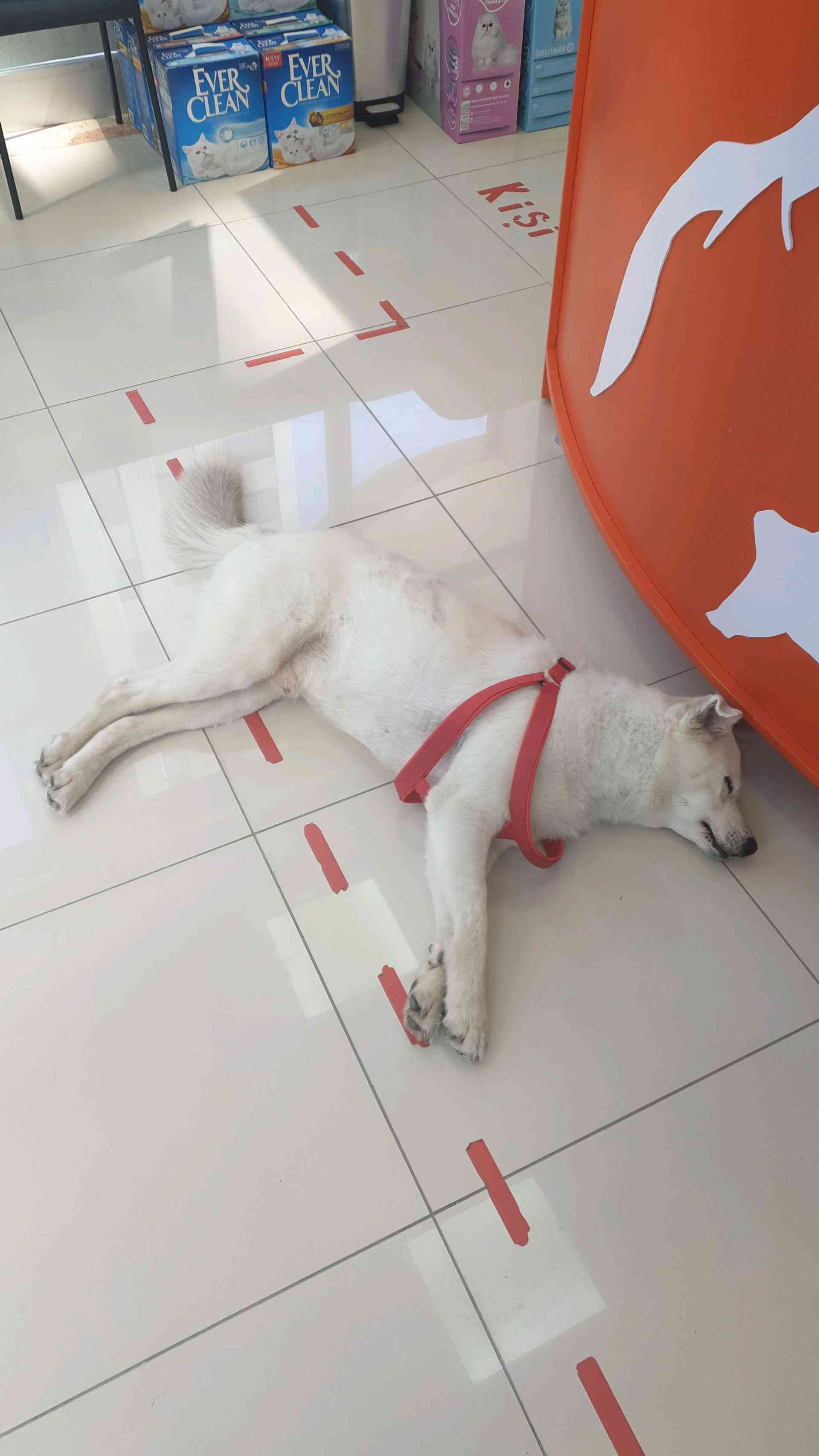 İstanbul Suadiye sahilde sahipsiz kırmızı tasmalı köpek