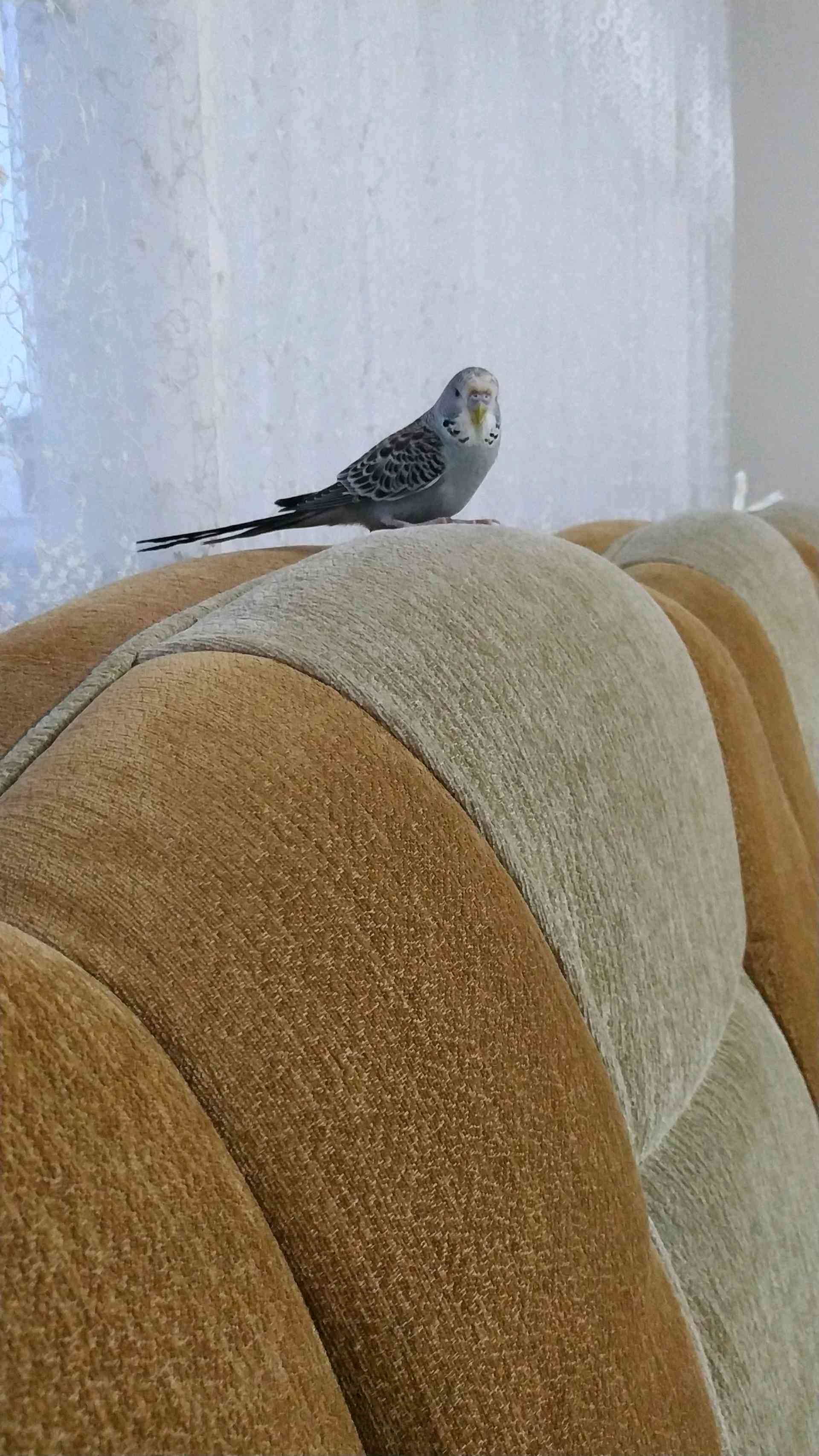muhabbet kuşum kaçtı