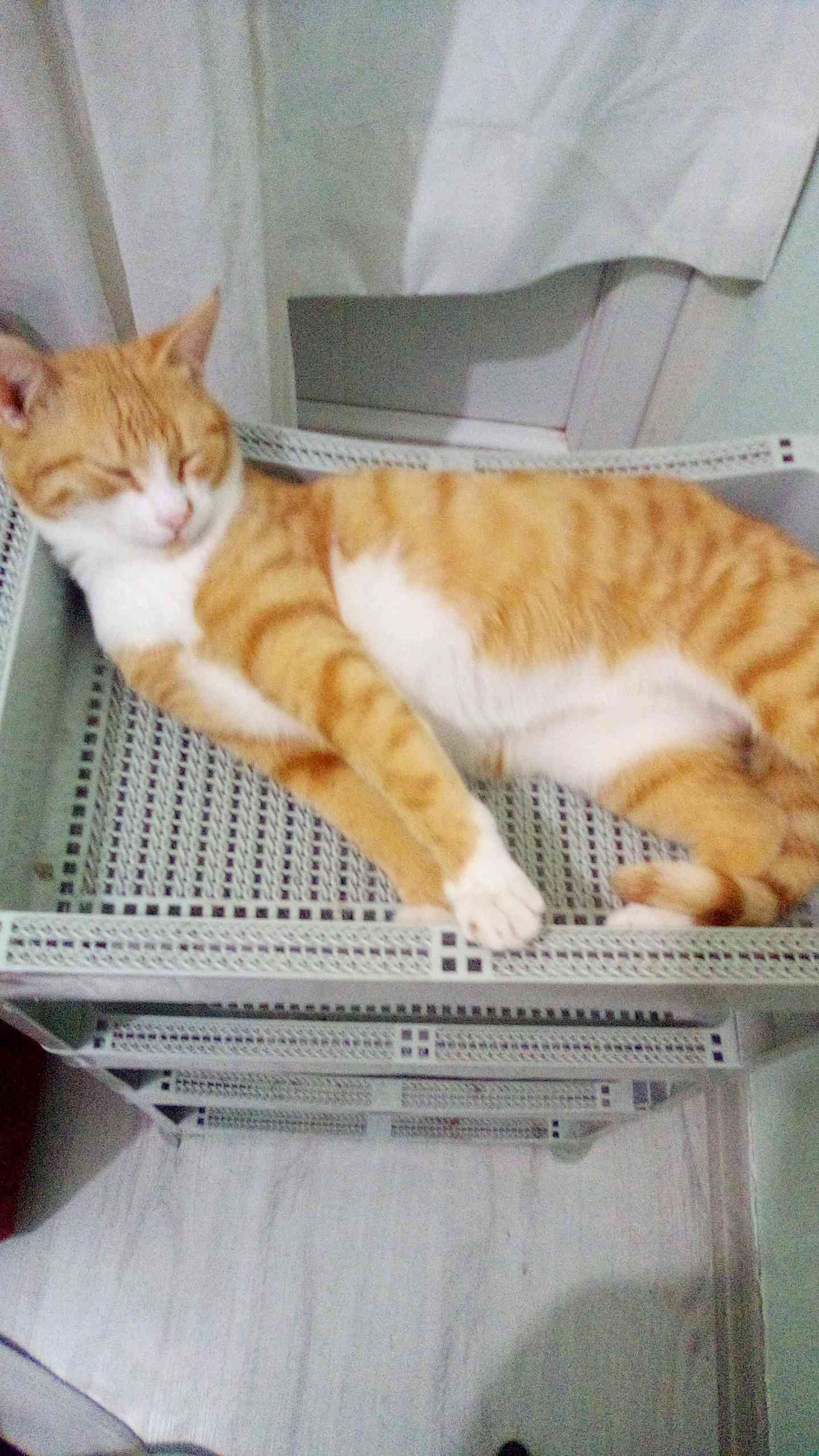 KÜTAHYA DUMLUPINAR MAHALLESİNDE ERKEK SARI KEDİM KAYIP.