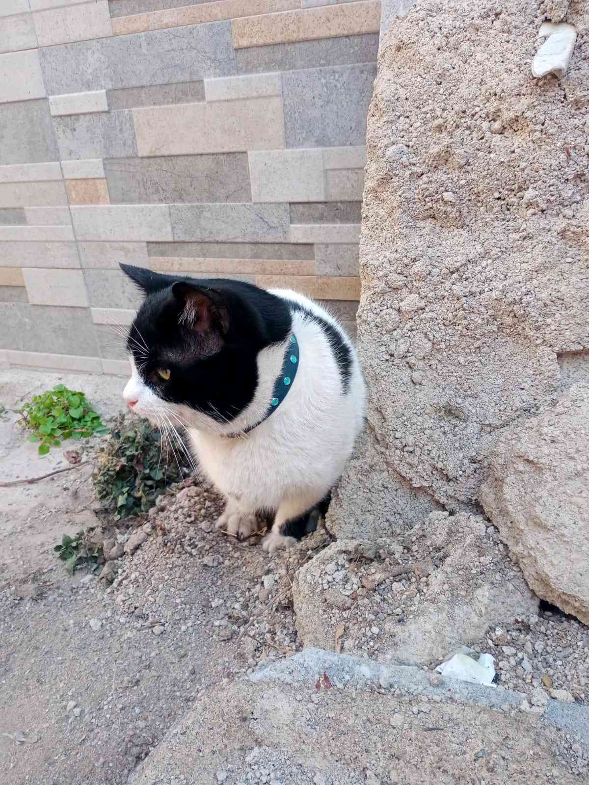 sakarya Adapazarı ön sağ ayağı yok 