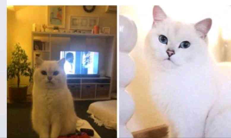 Kayıp Kedi Münir