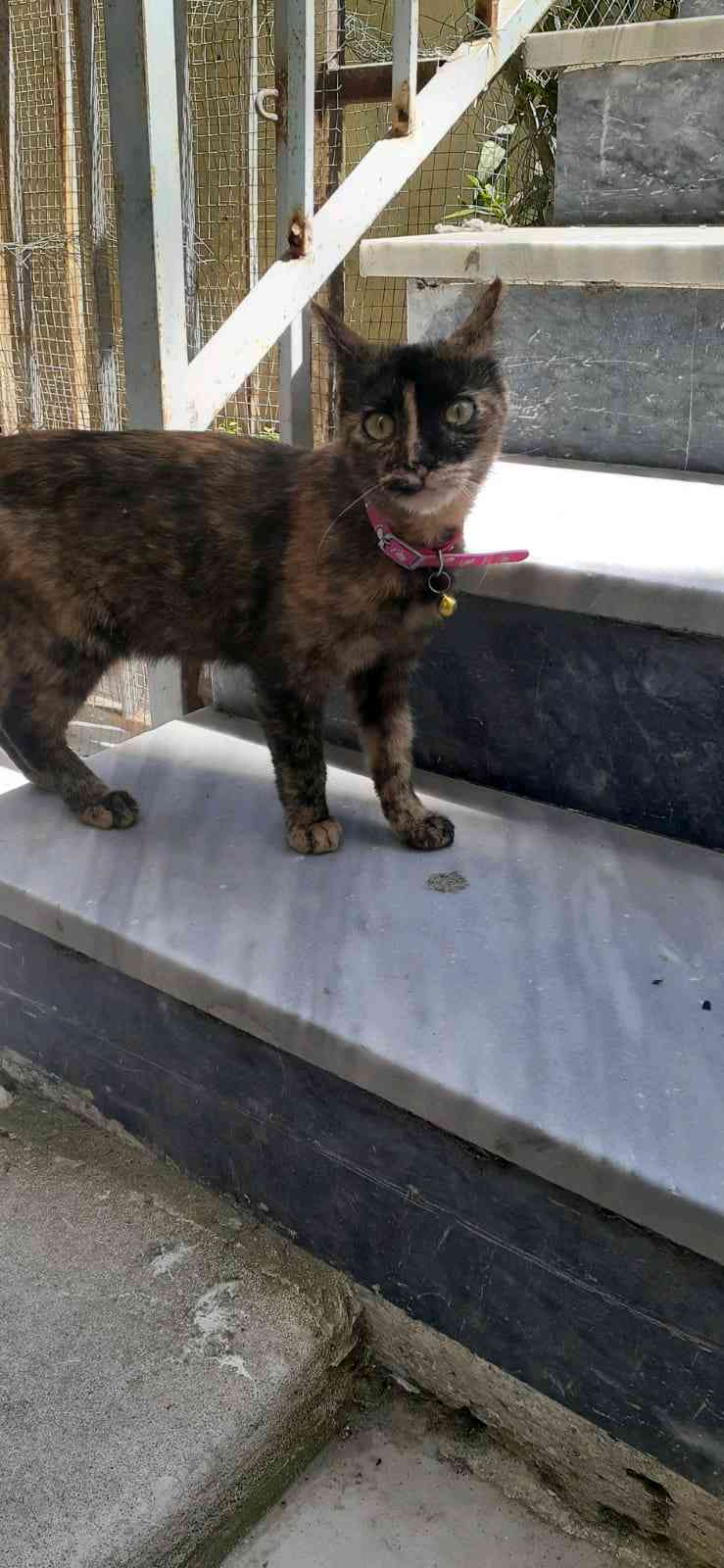 Sahibini arıyorum Pembe tasması var miniğin