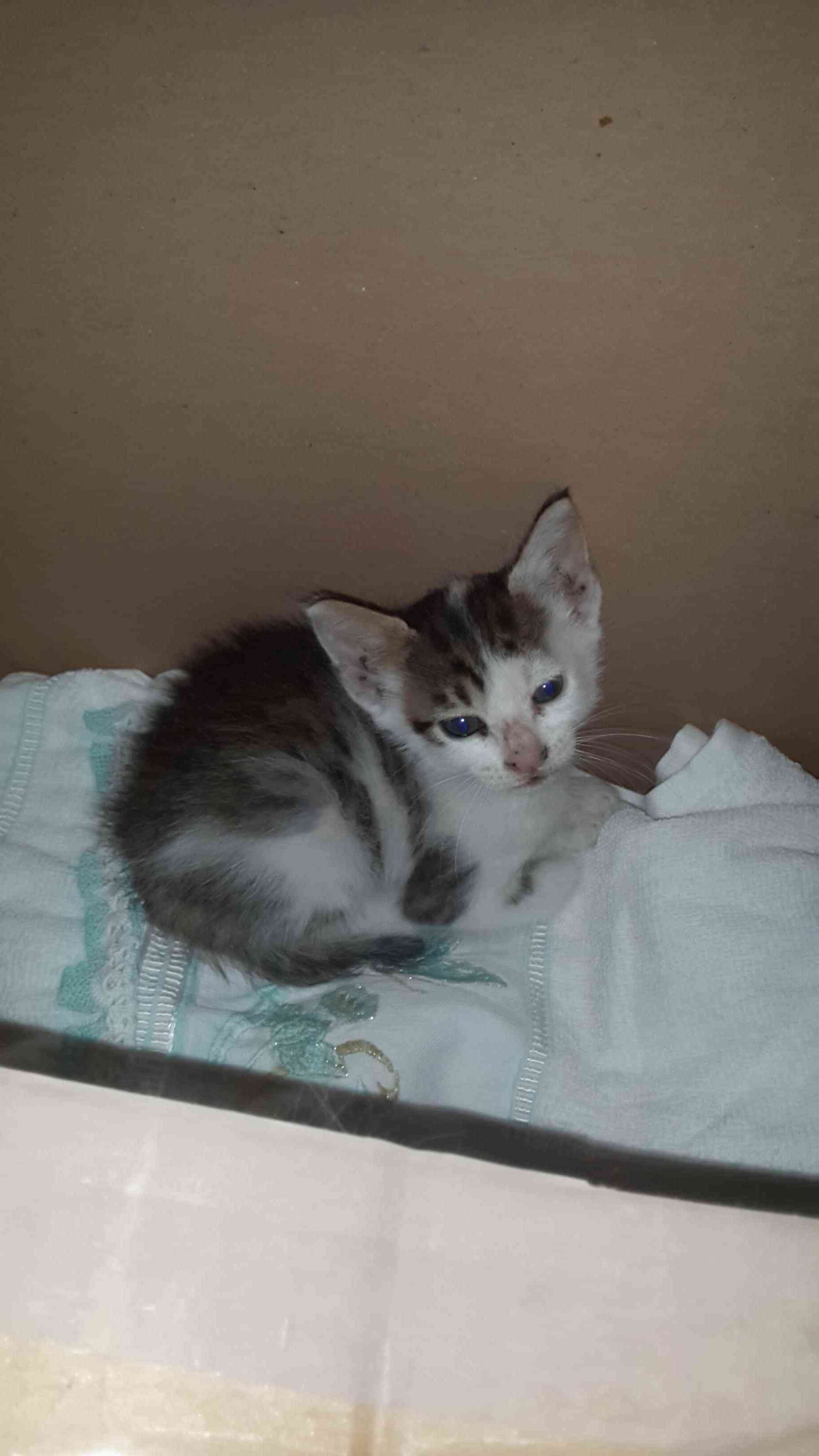 KAYIP KEDI