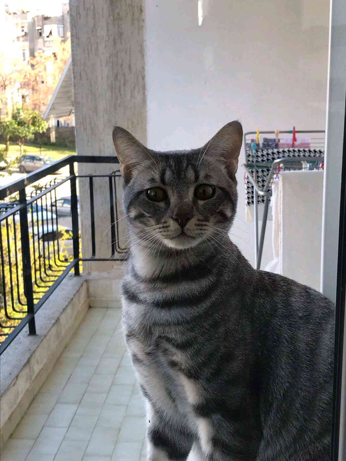 Elmas