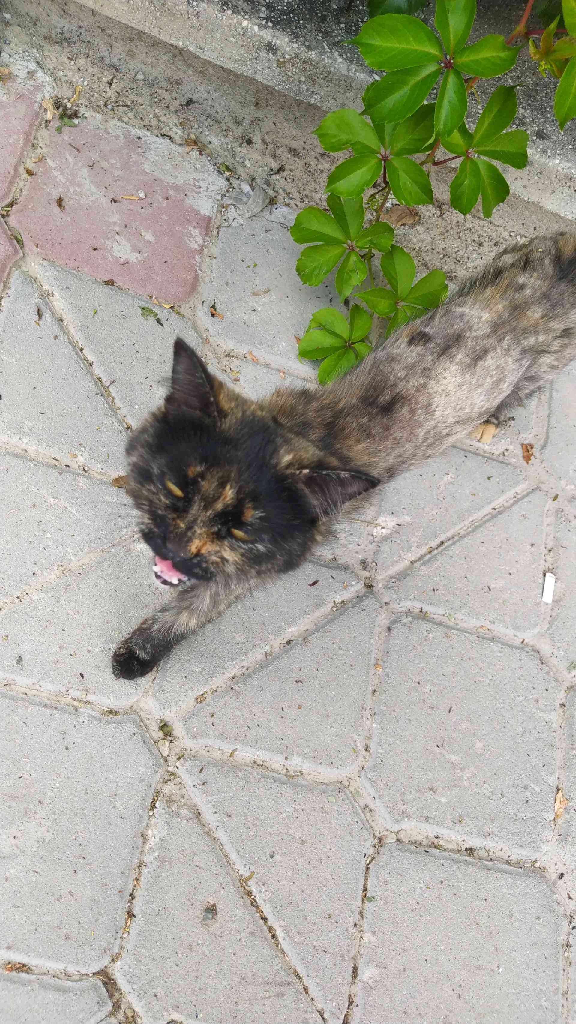 kayıp kedi