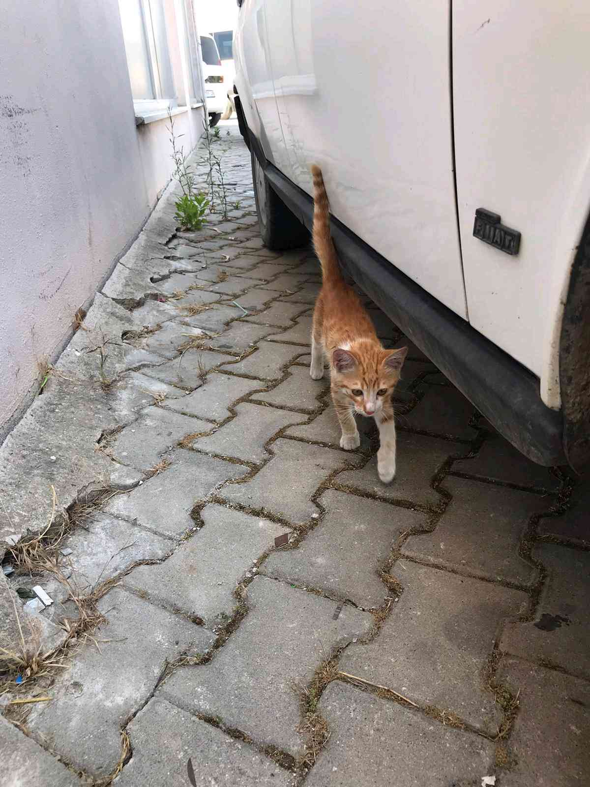 Antalyada kedim kayboldu