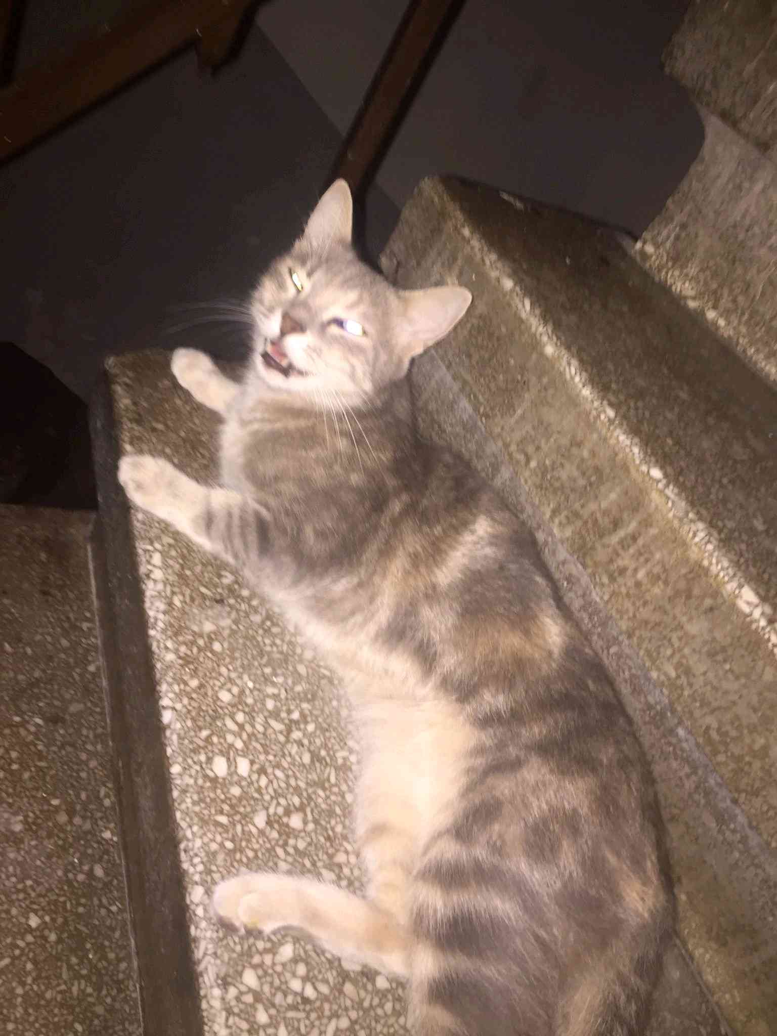 ORTAKÖY KAYIP KEDİ BULDUM SAHİBİ ARANIYOR
