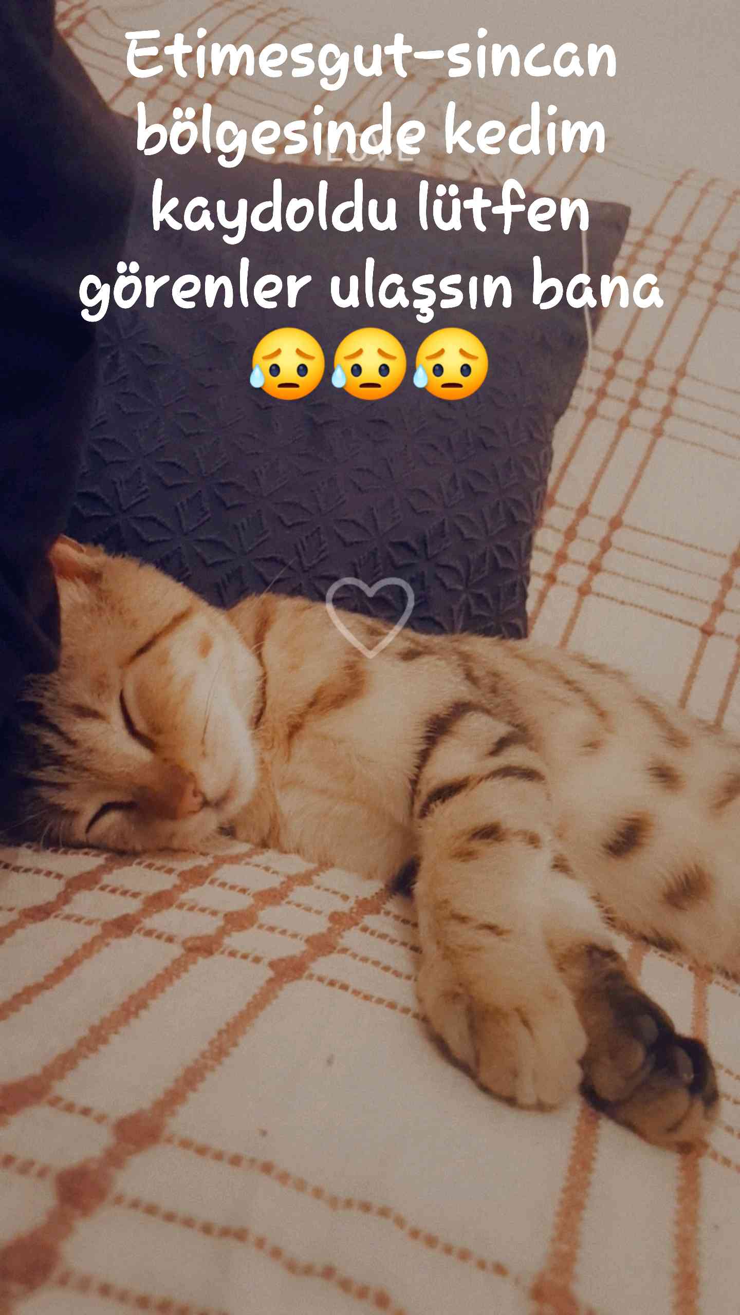 simbatim kayıp.. tekir bengal desenli yeşil gözlü 3aylk