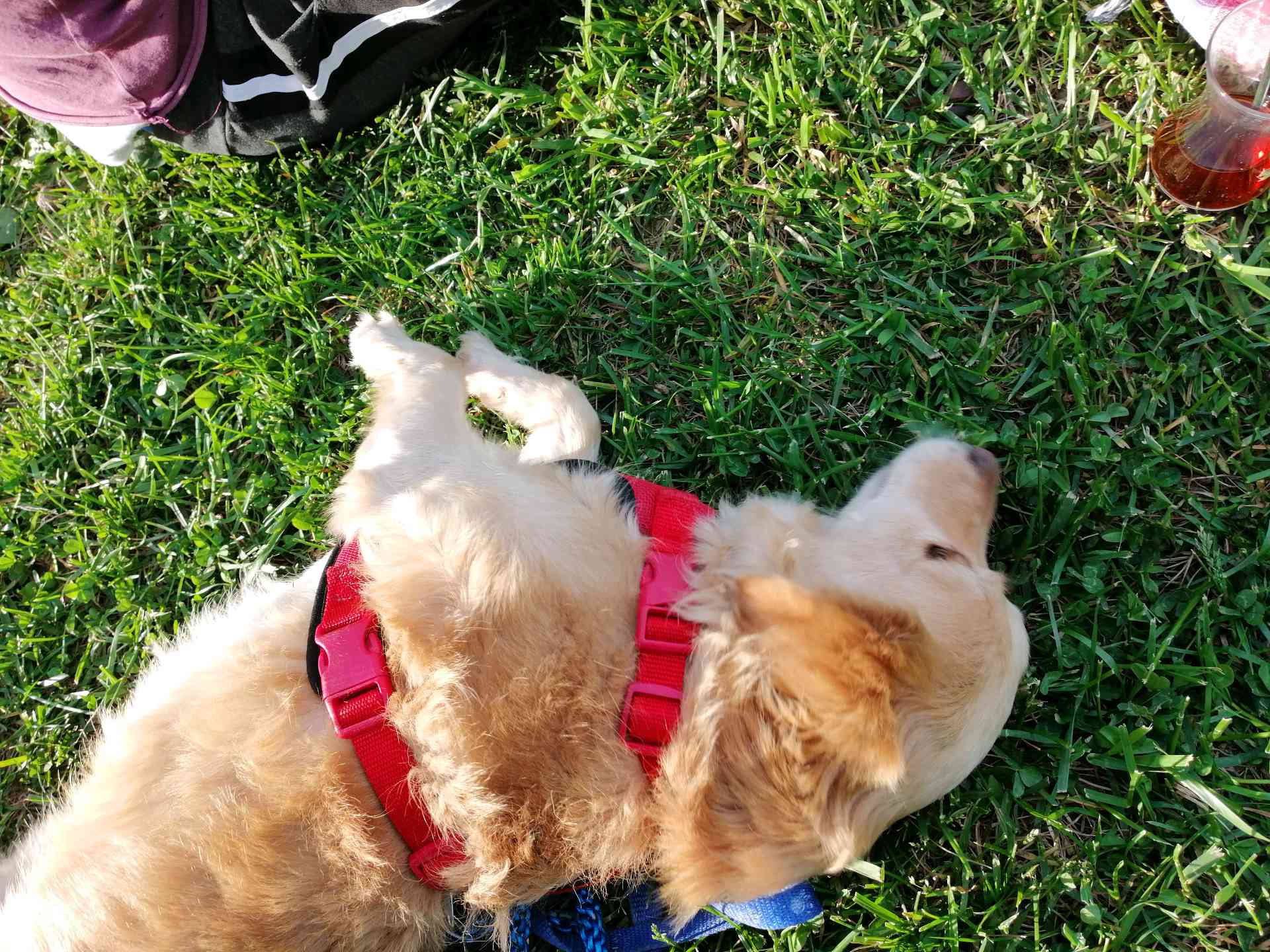 PAŞA KAYİP