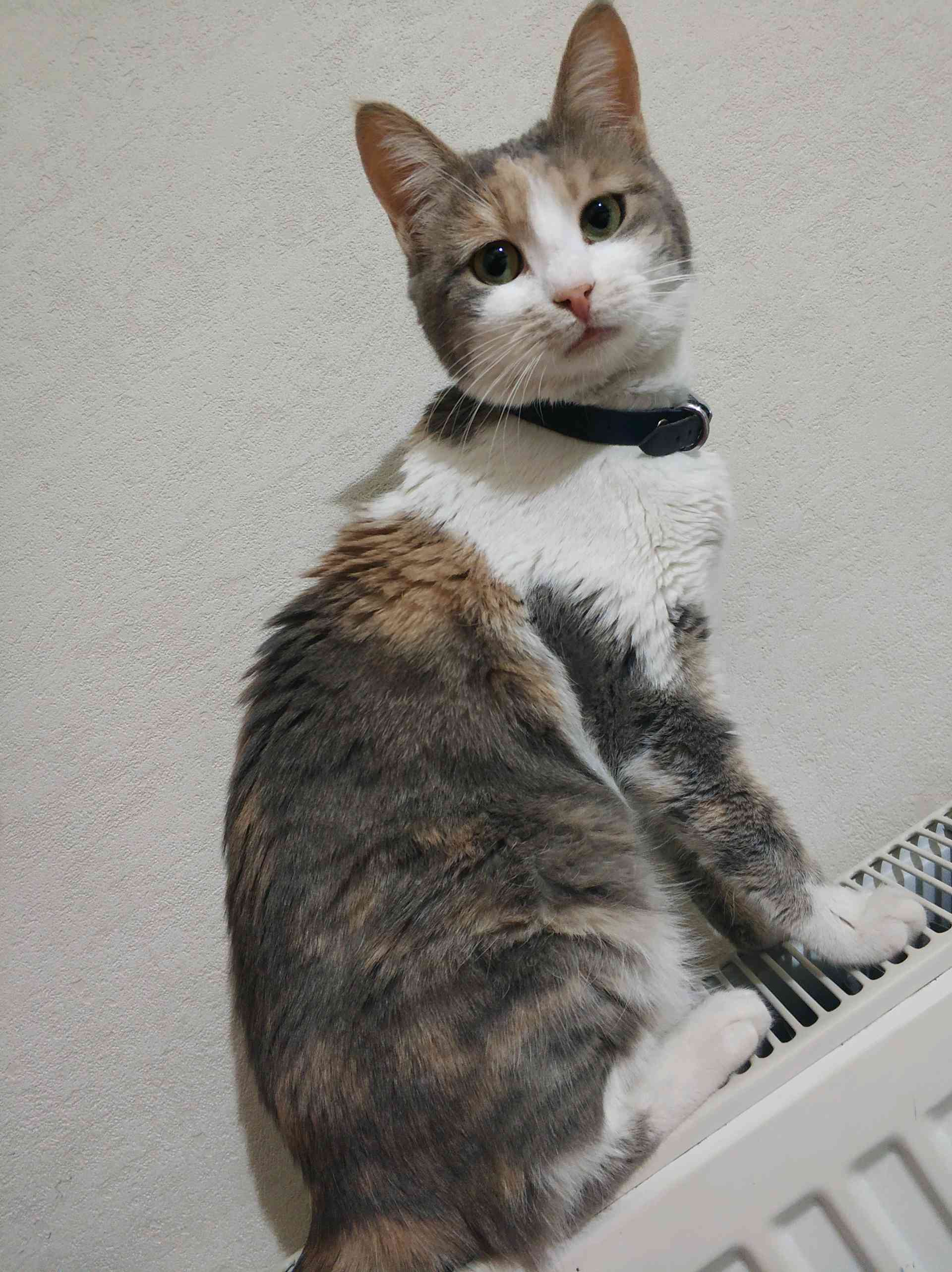 kayıp
