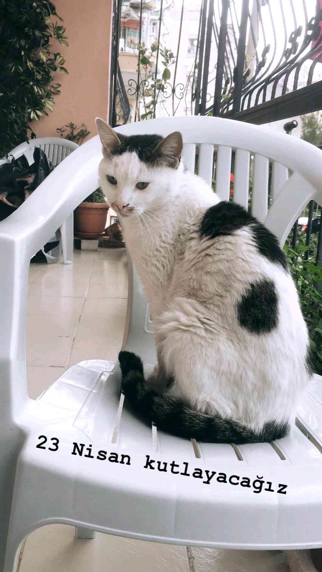 Üstünde siyah kalbi olan kedim İzmir Çiğli'de kayboldu!