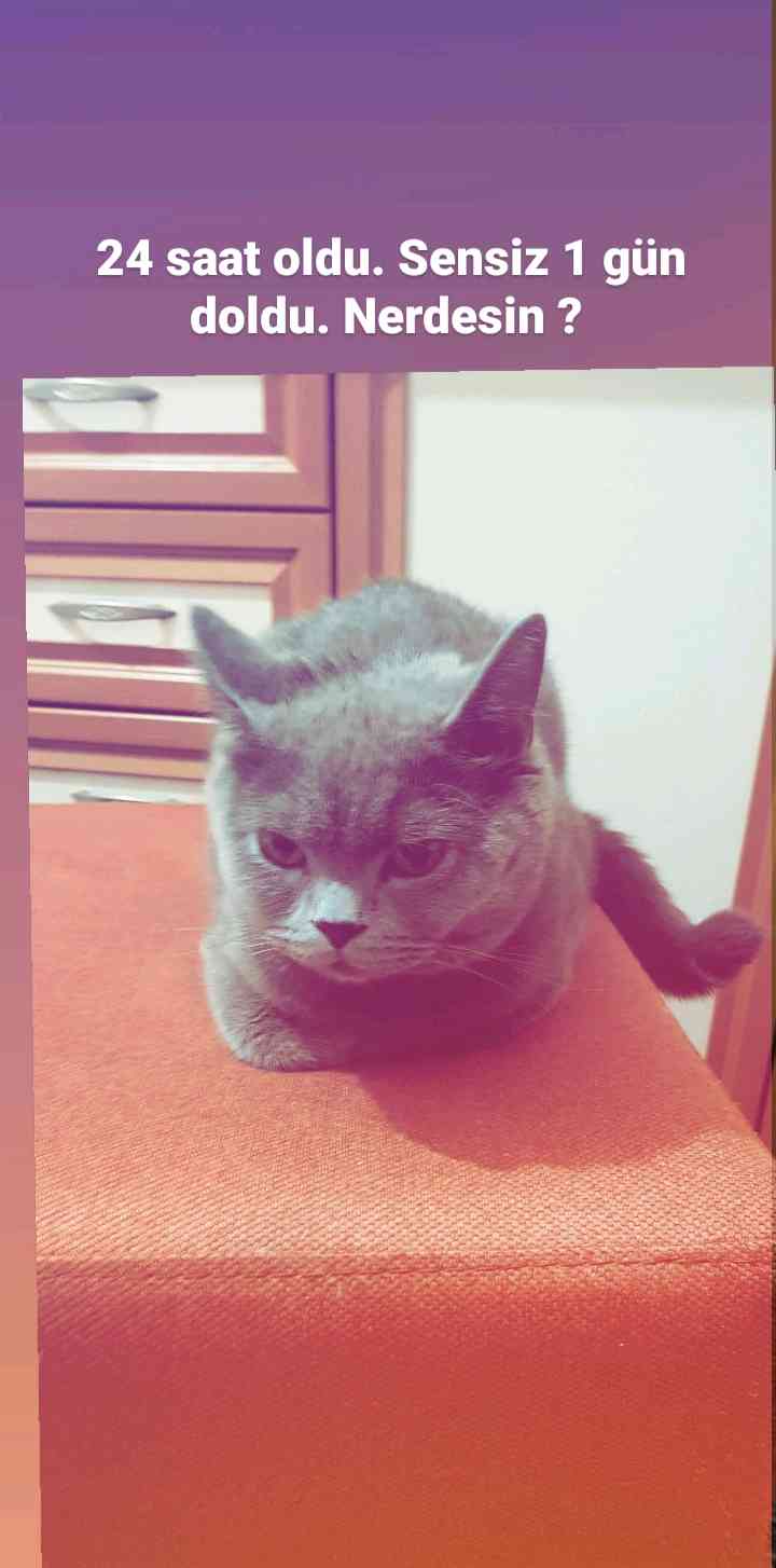 ANKARA ERYAMANDA KEDİM KAYBOLDU