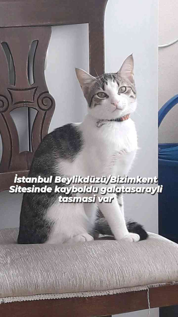 Beylikdüzünde Yeşil Gözlü Tekir Kedim Kayboldu