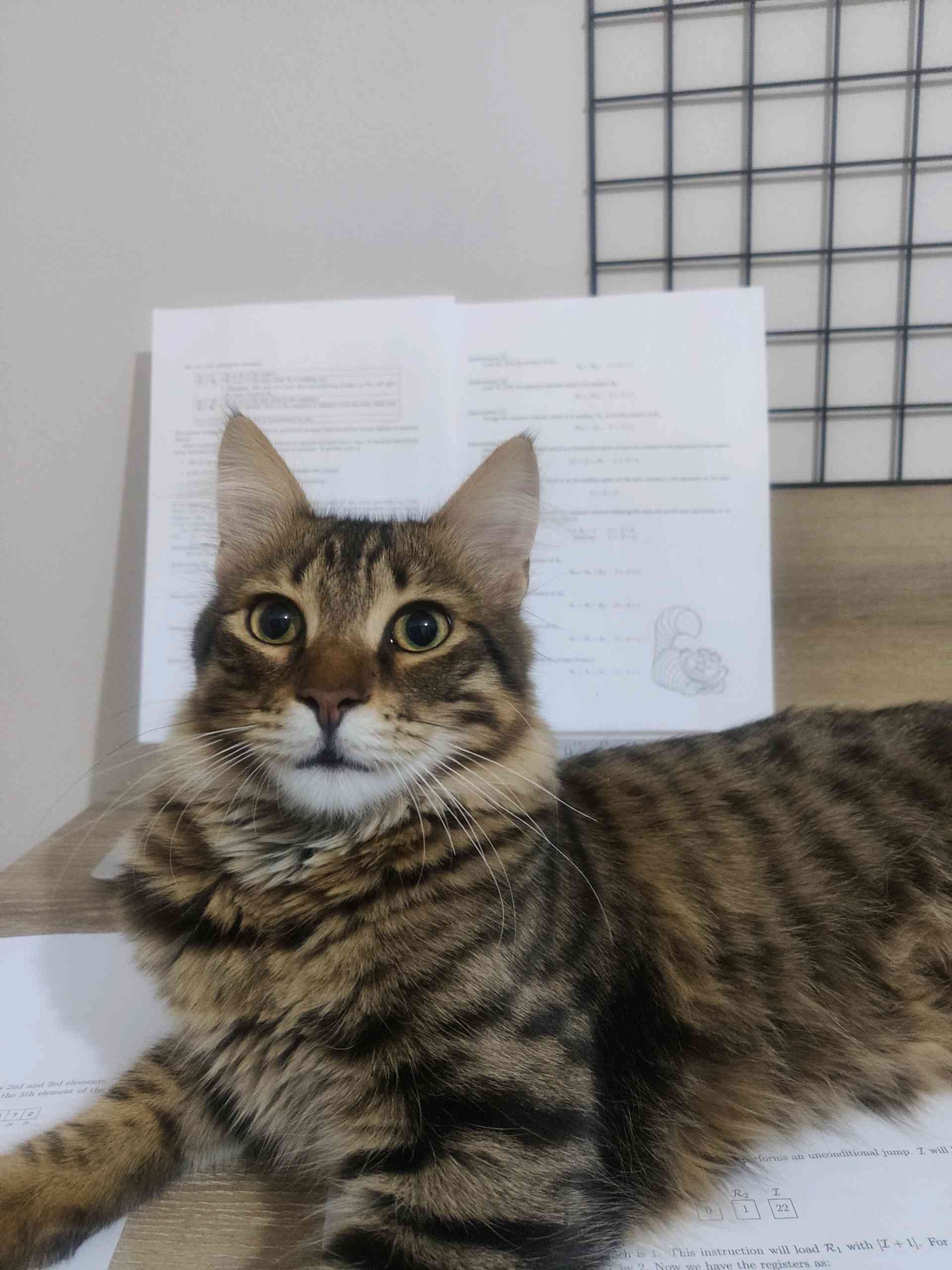 ANKARA CEVİZLİDERE KAYIP KEDİM ÜZÜM