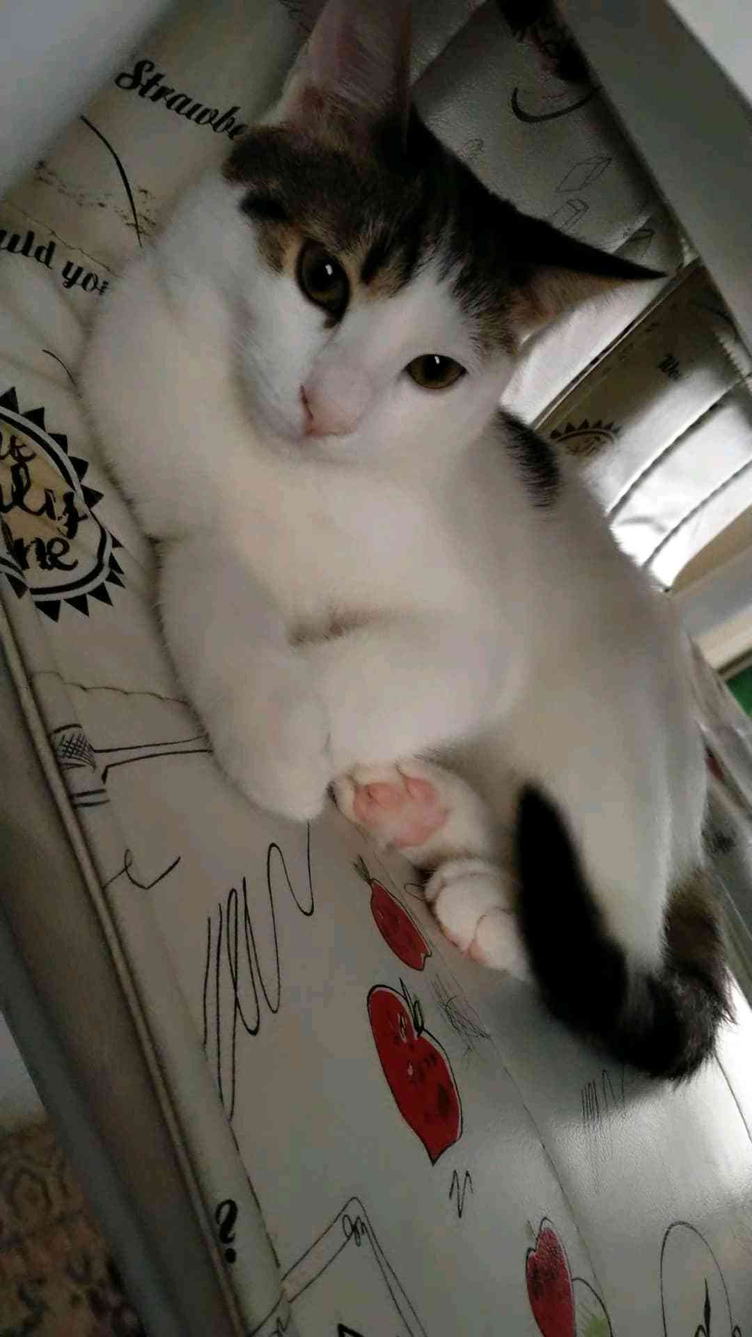 KEDİM KAYIP :(