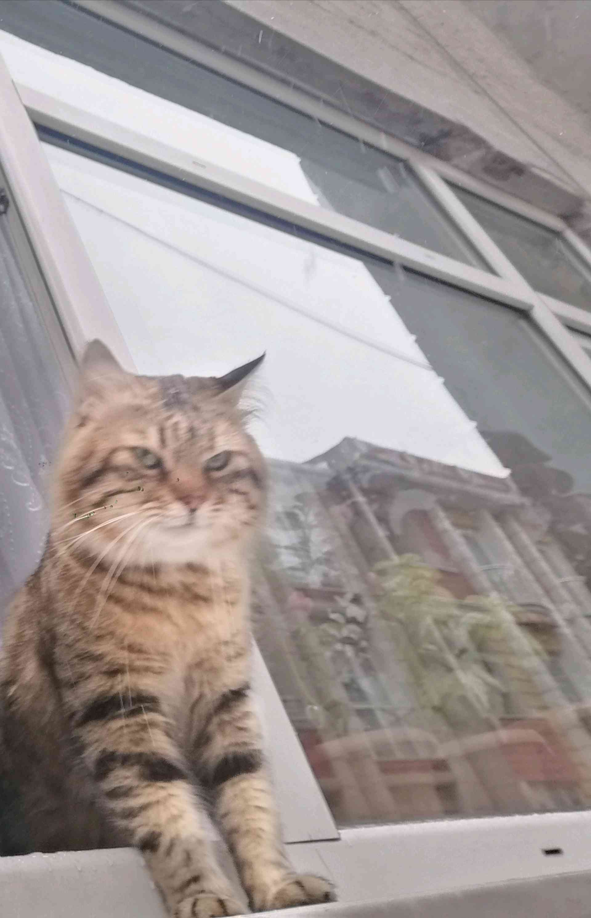 istanbul esenlerde evlat kedim kayıp