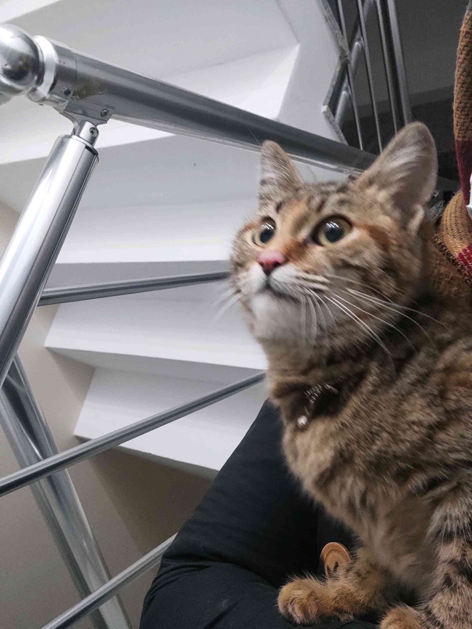 sancaktepede kayıp Yavru kedi