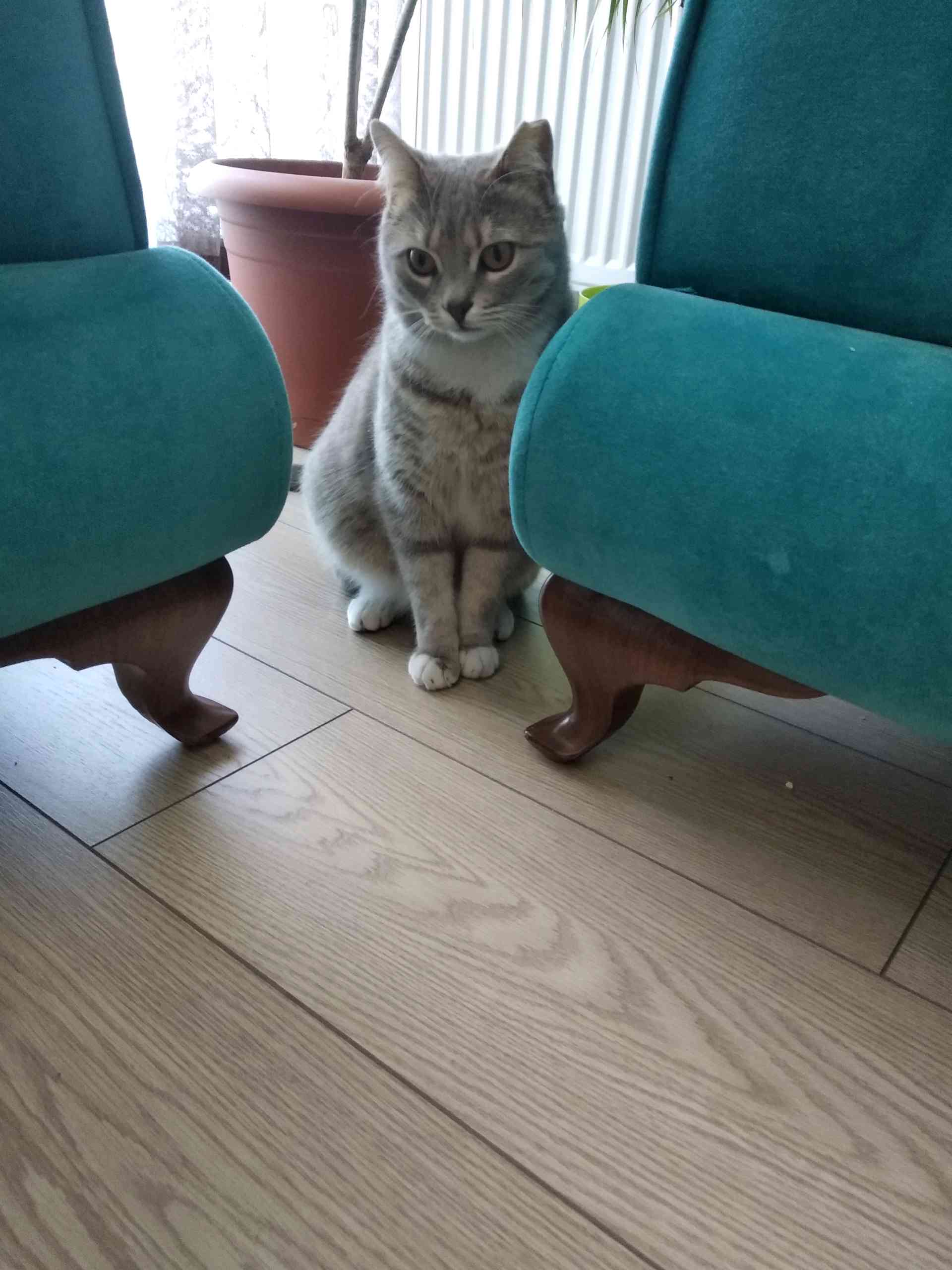gri kedi