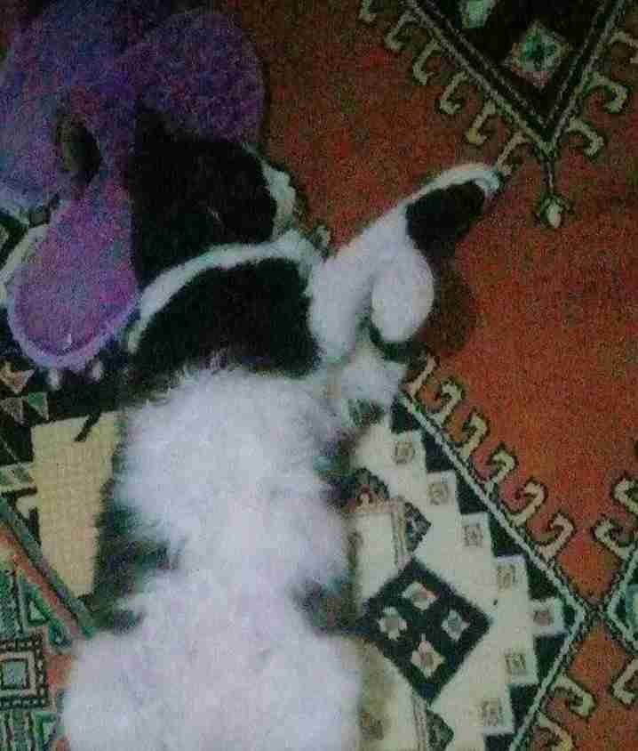 Senem Bulut