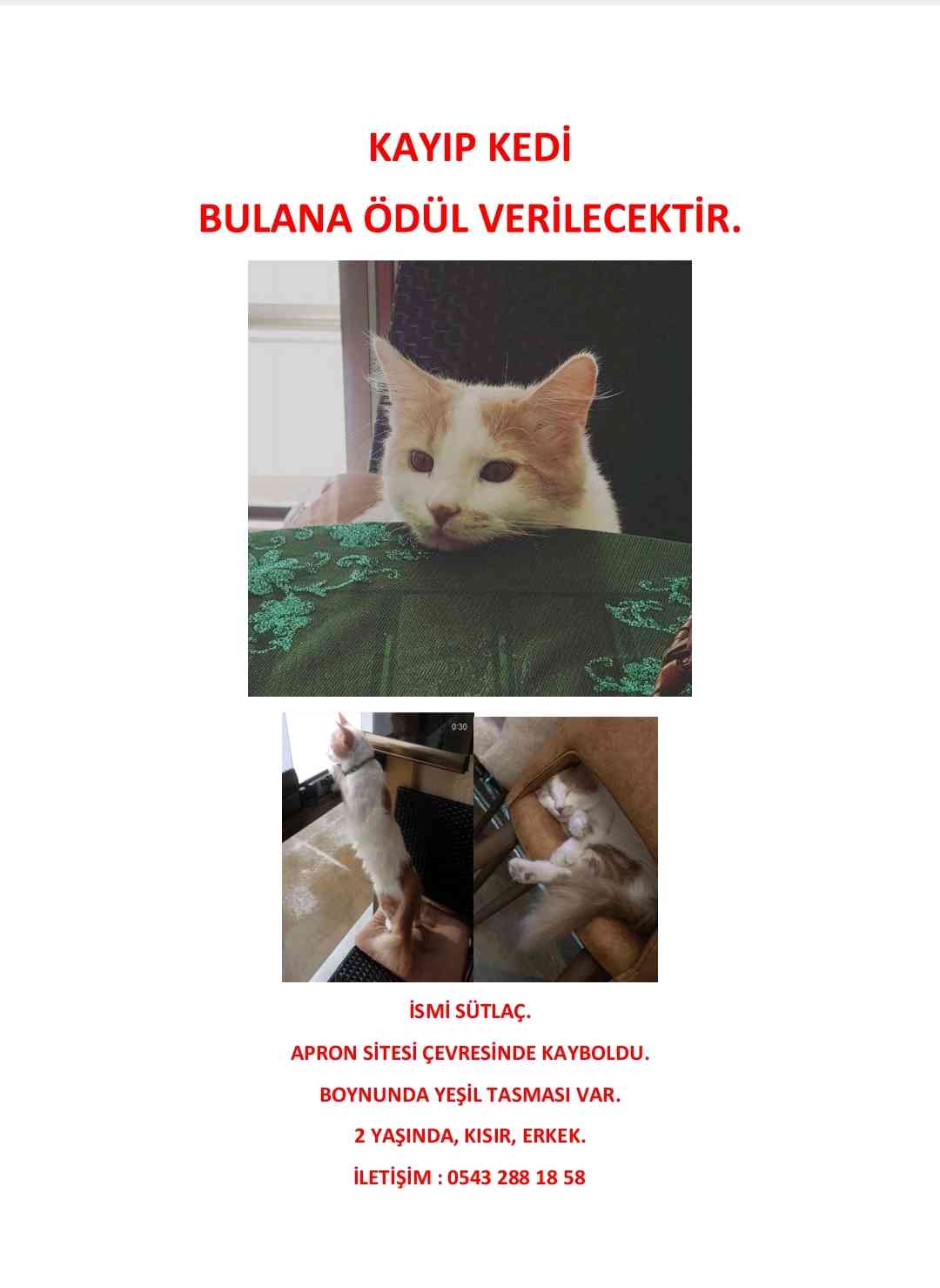 Kurtköy cevresi kayıp yeşil tasmalı kedimiz