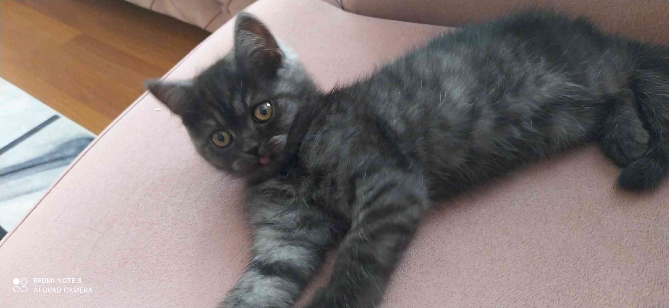 KEDİM KAYIP