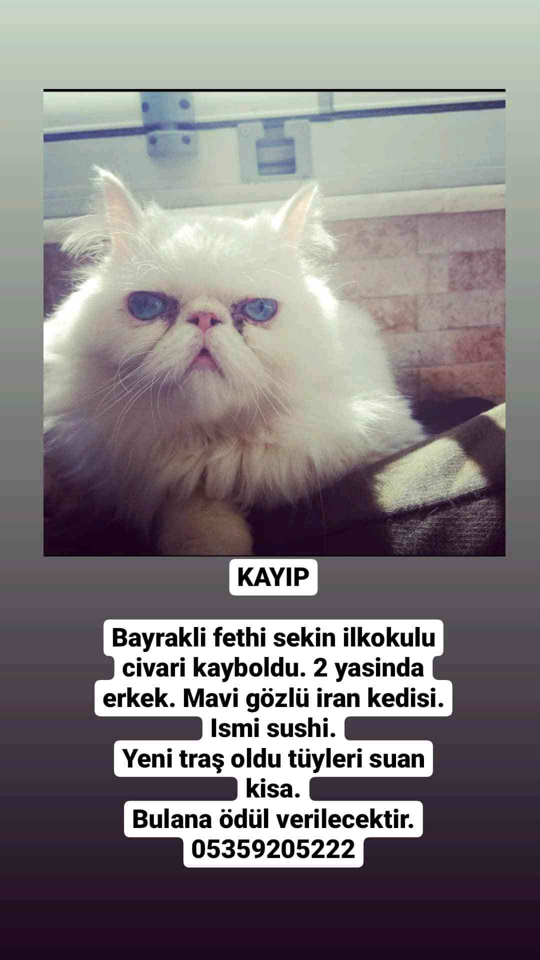 kayip