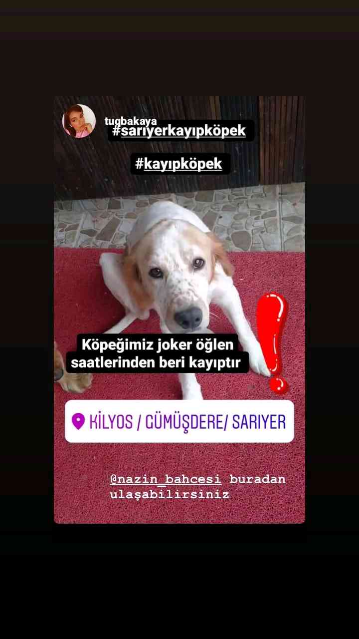 İstanbul Sarıyerde köpeğim Kayboldu
