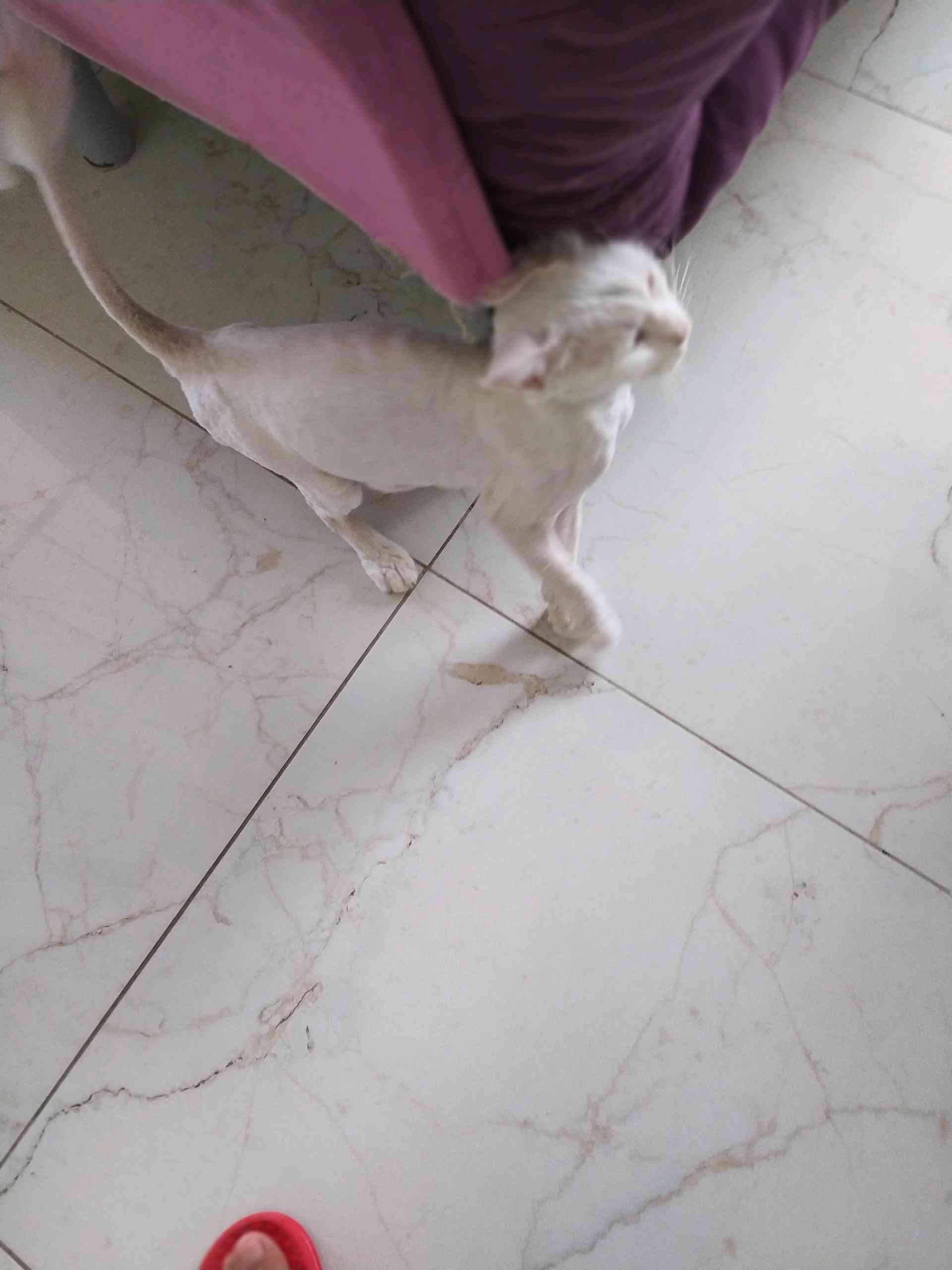 İskenderun şahin tepesi Doruk konsepte sahipsiz kedi
