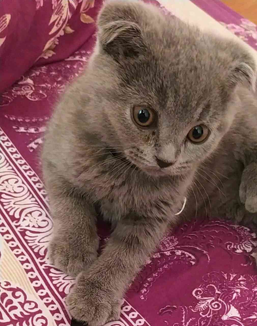 ScottishFold,3 aylik, Gri. Ankara, keciörende kayboldu
