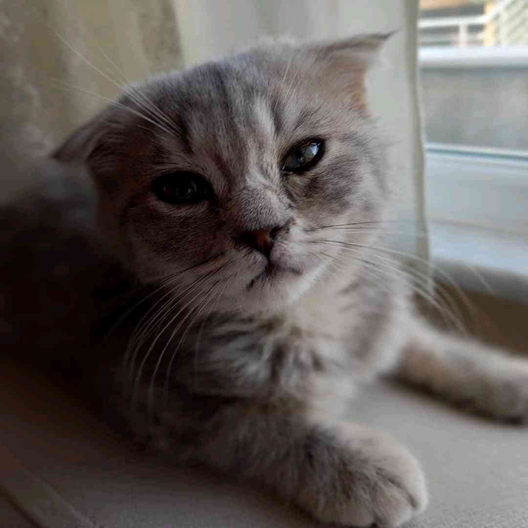 Kayıp Kedi