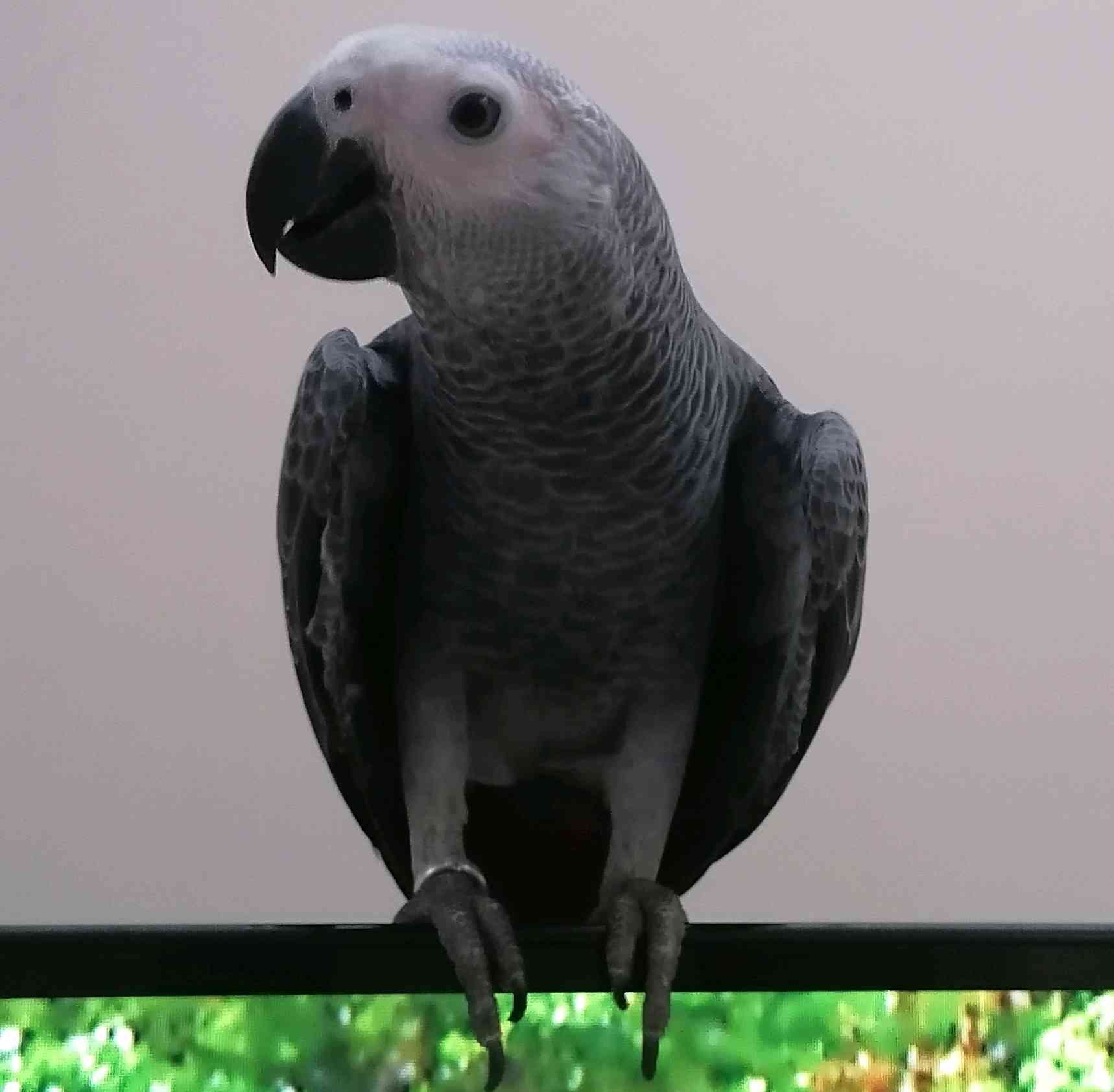 kayıp jako papağan 