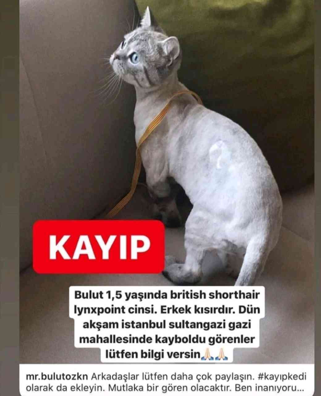 Kedimiz Bulut kayıp