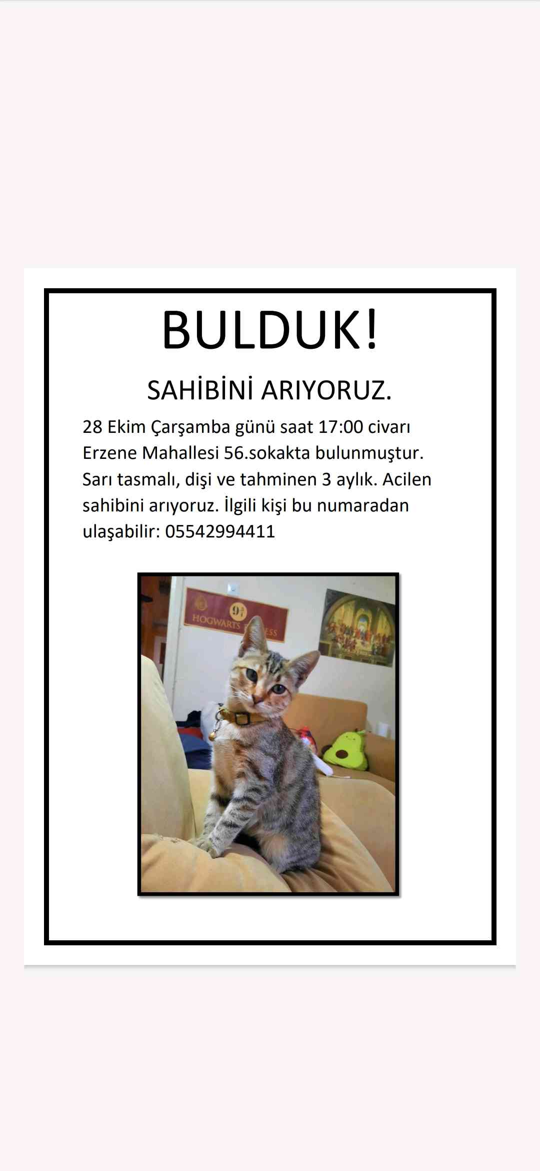 BORNOVA ERZENE MAH. KÜCÜK DİŞİ TEKİR KEDİ SARI TASMALI 