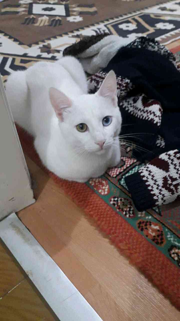 KAYIP
